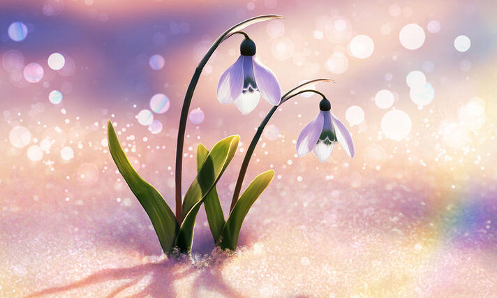 Snowdrops